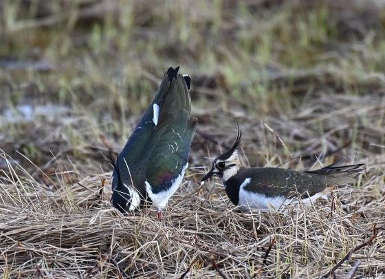 Illustrasjonsbilde for Fugleåret 2026 i nord - hvordan har det vært? | BirdLife Tromsø